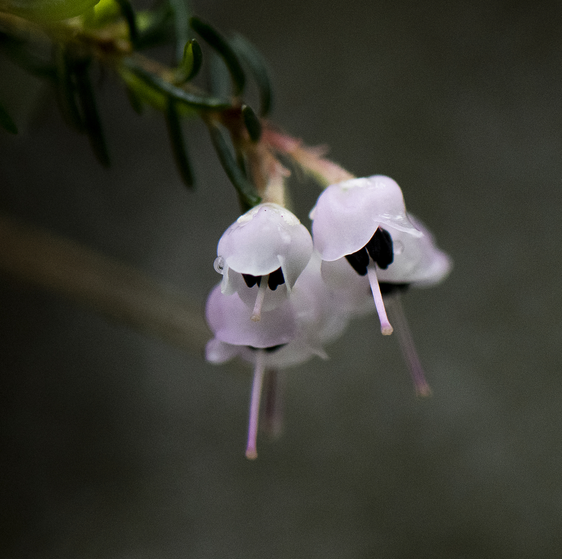 Christmas Heath Endemic to the Capes in South Africa Australia,Erica  canaliculata,Erica canaliculata,Geotagged,Spring