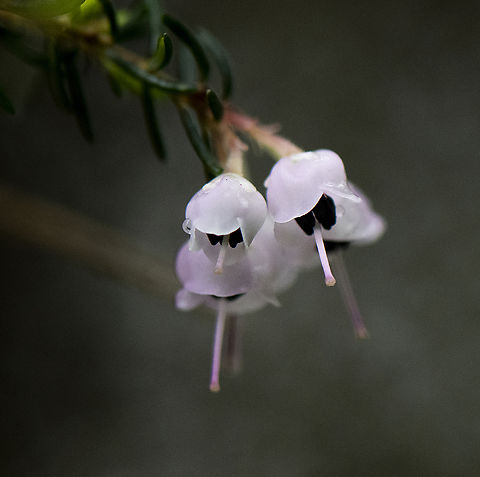 Christmas Heath Endemic to the Capes in South Africa Australia,Erica  canaliculata,Erica canaliculata,Geotagged,Spring