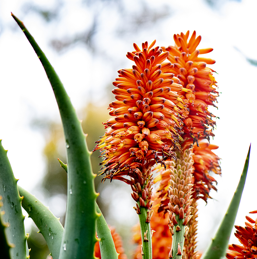 Aloe Ferox - Cape Aloe  Aloe Ferox,Aloe ferox,Australia,Geotagged,Spring