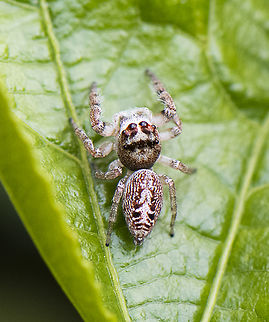 Jumping Spider - Opisthoncus parcedentatus  Australia,Fall,Garden jumping spider,Geotagged,Opisthoncus Grassator,Opisthoncus parcedentatus,Prowling Jumper,Spring