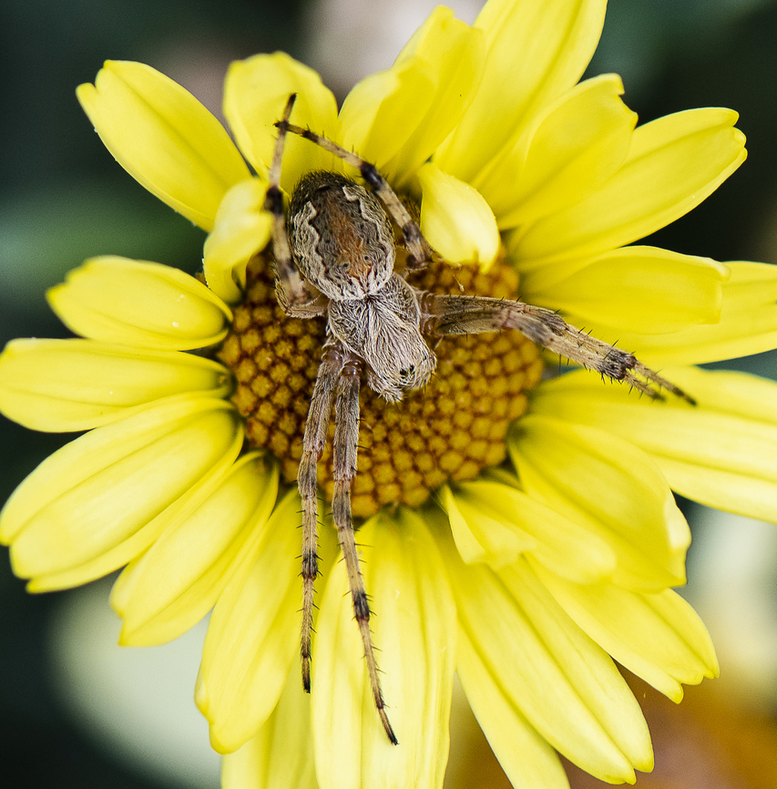 Sooty Orb Weaver - Salsa fulginata  Australia,Geotagged,Salsa fuliginata,Sooty Orbweaver,Spring