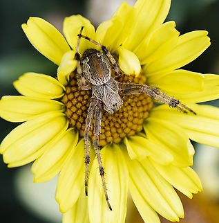 Sooty Orb Weaver - Salsa fulginata  Australia,Geotagged,Salsa fuliginata,Sooty Orbweaver,Spring