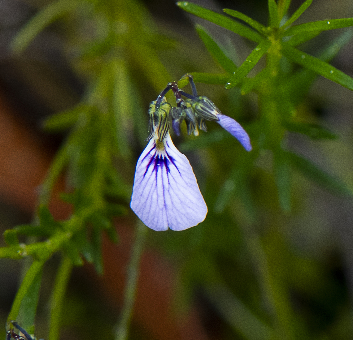 Lady's Slipper  Australia,Geotagged,Lady's Slipper,Pigea monopetala,Spring