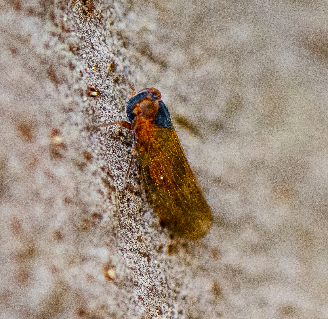 Gum Tree Hopper - Cixiidae?  Australia,Geotagged,Spring