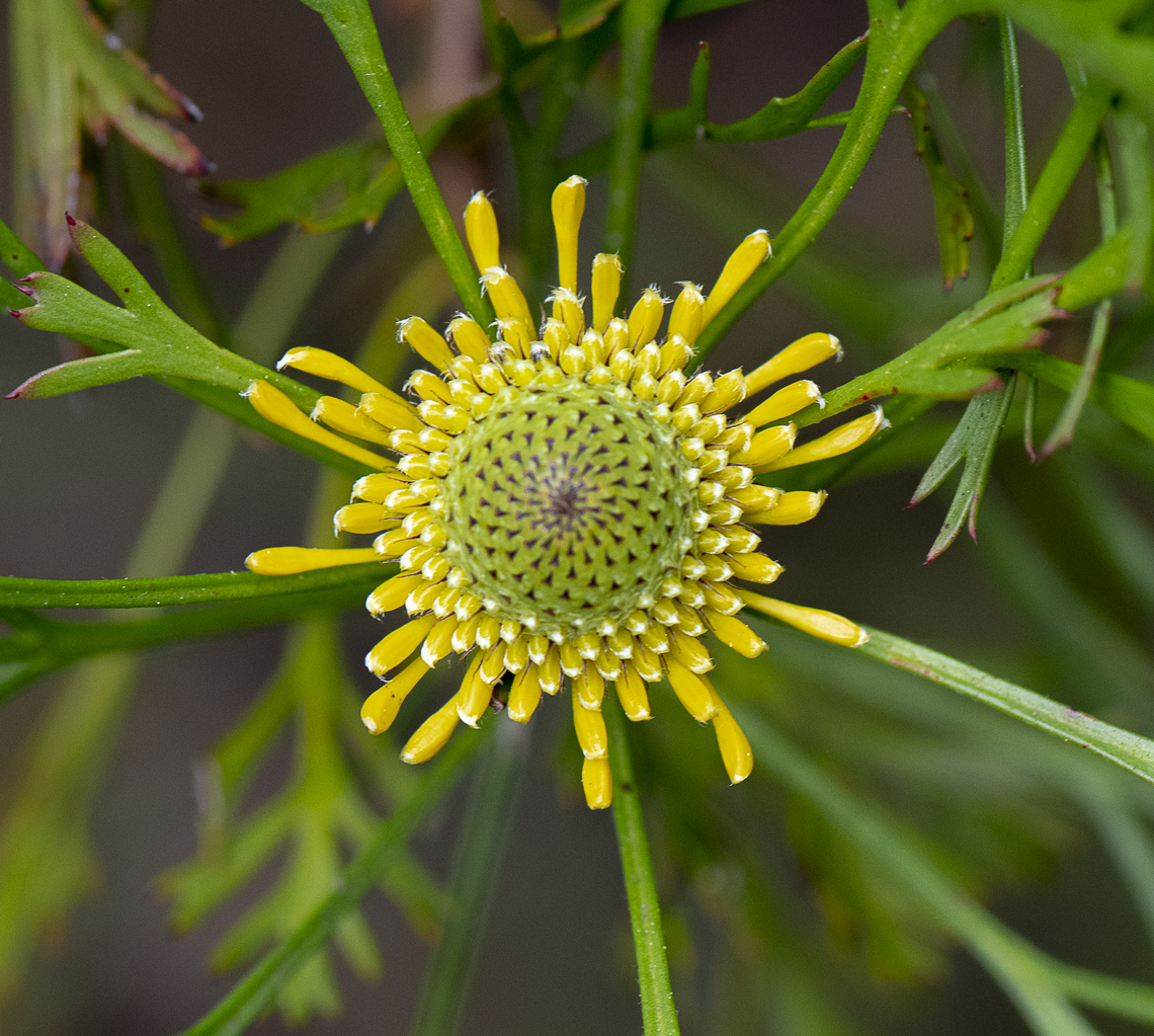 Isopogon - Broad leaf drumsticks  Australia,Broad-leaved drumsticks,Geotagged,Isopogon anemonifolius,Spring