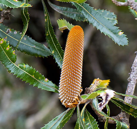 Banksia Serrata  Australia,Banksia serrata,Geotagged,Saw banksia,Spring