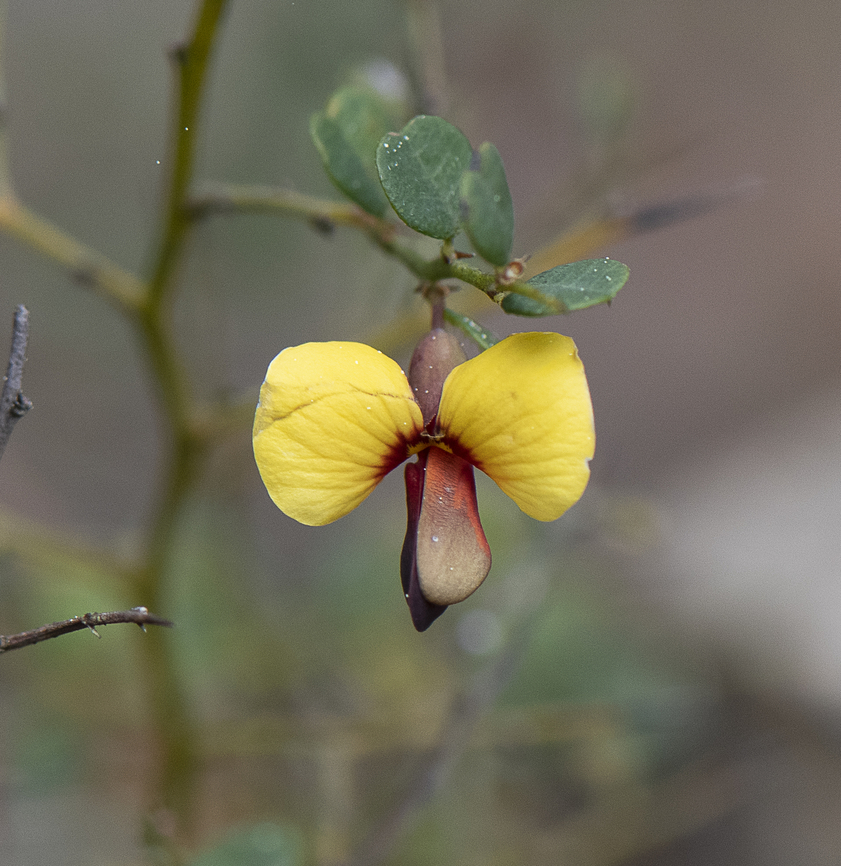 Bossiaea  Australia,Bossiaea heterophylla,Geotagged,Spring,Variable Bossiaea