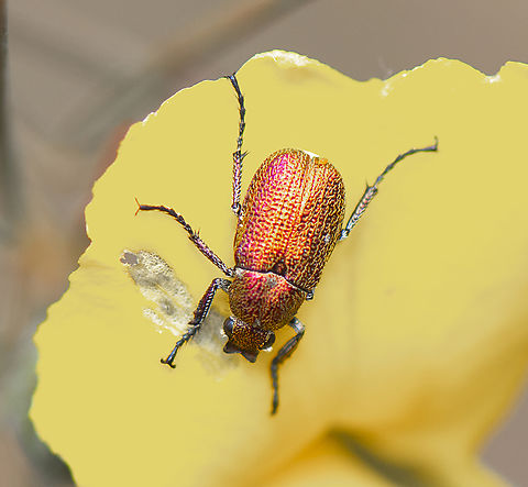 Diphucephala sp.  Australia,Geotagged,Spring