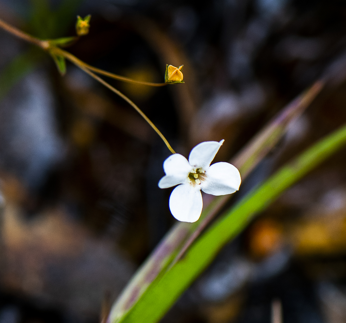 Varied Mitrewort  Australia,Geotagged,Mitrasacme polymorpha,Spring,Varied Mitrewort