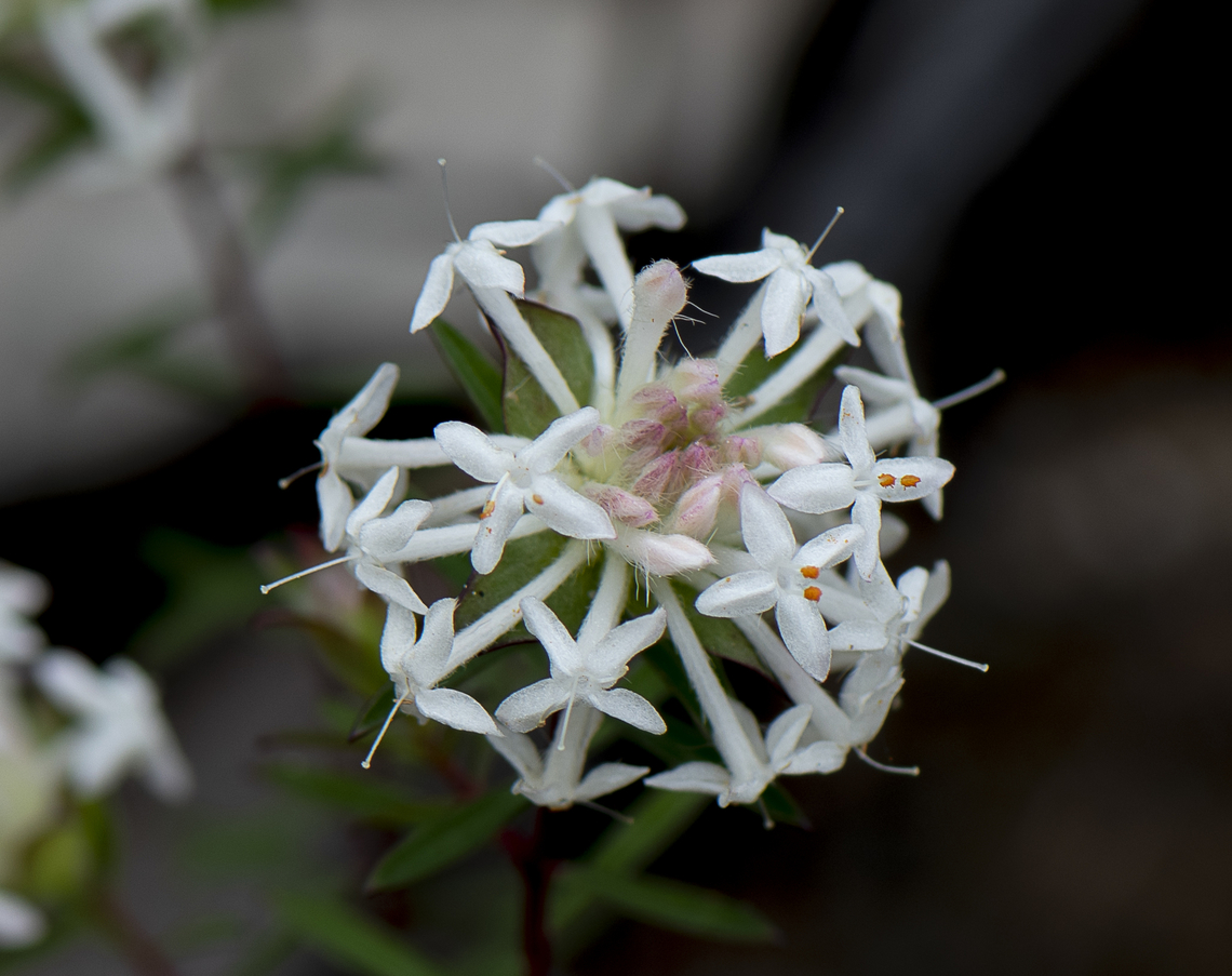 Queen of the Bush  Australia,Geotagged,Pimelea linifolia,Queen-of-the-bush,Spring
