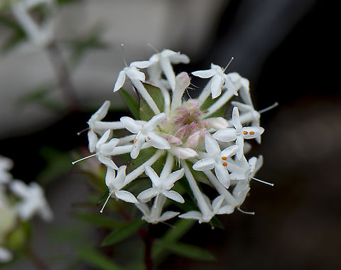 Queen of the Bush  Australia,Geotagged,Pimelea linifolia,Queen-of-the-bush,Spring