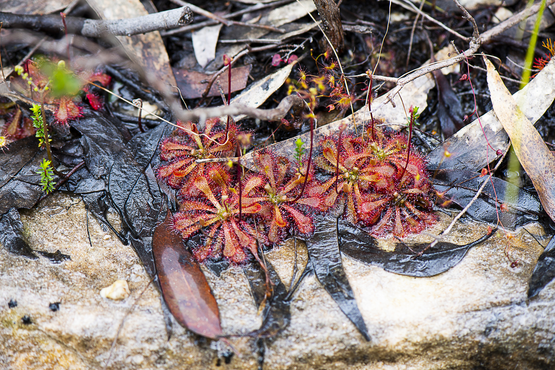 Drosera spatulata  Australia,Drosera spatulata,Geotagged,Spoon-leaved sundew,Spring