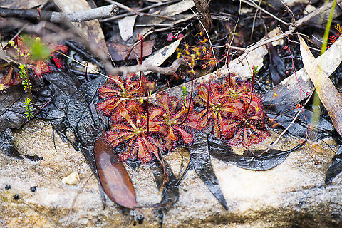 Drosera spatulata  Australia,Drosera spatulata,Geotagged,Spoon-leaved sundew,Spring