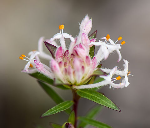 Pimelea linifolia  Australia,Geotagged,Pimelea linifolia,Slender rice flower,Spring