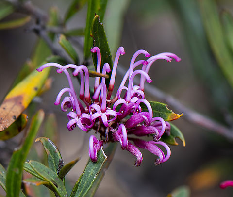Pink spider flower  Australia,Geotagged,Grevillea sericea,Pink Spider Flower,Spring