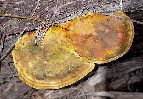 Shelf fungus - Ganoderma  Australia,Ganoderma megaloma,Geotagged,Spring
