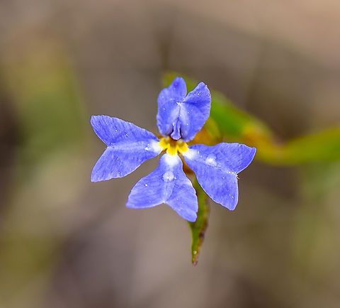 Blue Dampiera  Australia,Blue Dampiera,Dampiera stricta,Fall,Geotagged,Spring
