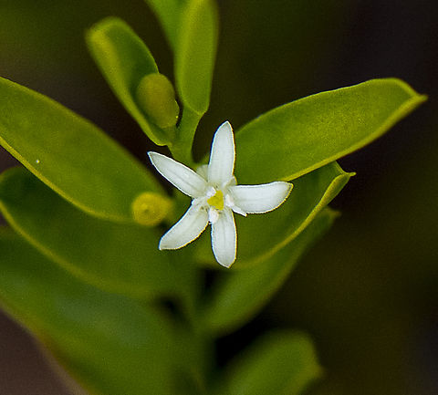 Olax stricta  Australia,Geotagged,Olax stricta,Spring