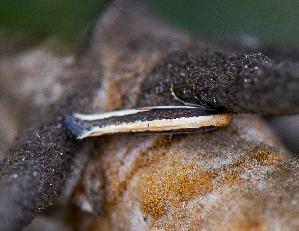 Concealer moth -  Macrenches clerica Looks like Plutella xylostella but probably isnt Australia,Geotagged,Macrenches clerica,Spring