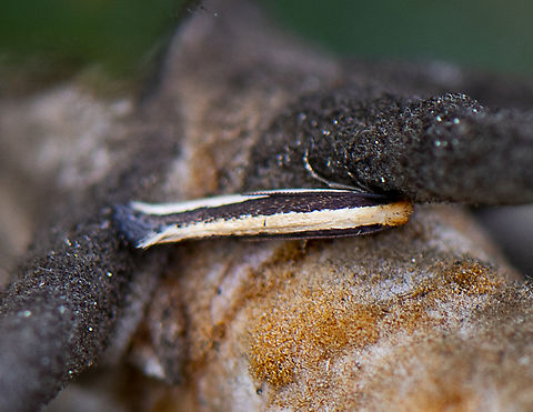 Concealer moth -  Macrenches clerica Looks like Plutella xylostella but probably isnt Australia,Geotagged,Macrenches clerica,Spring