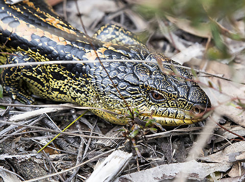Blotched Blue tongued skink -Tiliqua nigrolutea - morph  Australia,Blotched blue-tongued lizard,Eastern,Geotagged,Spring,Tiliqua nigrolutea