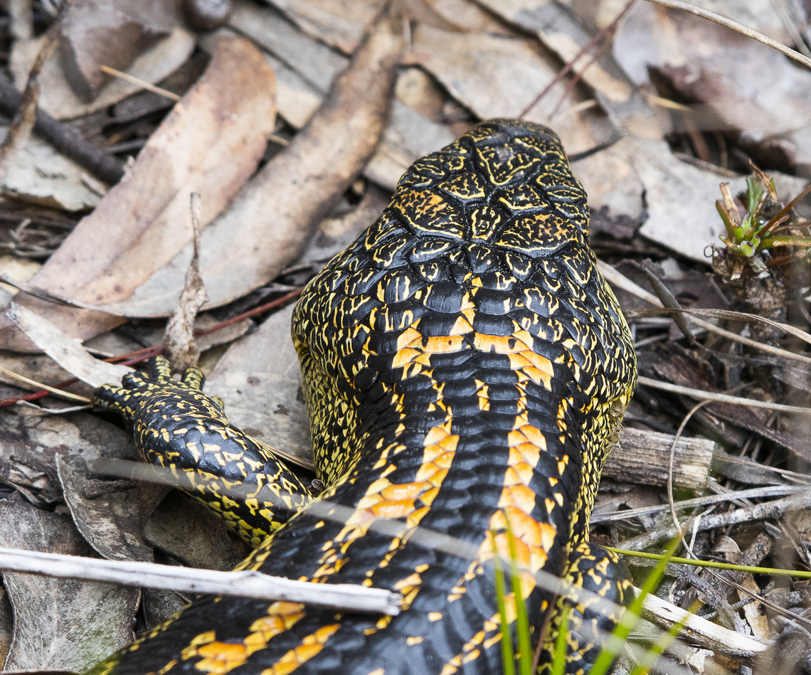 Blotched Blue Tongue Skink - morph - Tiliqua nigrolutea  Australia,Blotched blue-tongued lizard,Spring,Tiliqua nigrolutea