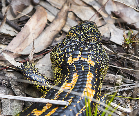 Blotched Blue Tongue Skink - morph - Tiliqua nigrolutea  Australia,Blotched blue-tongued lizard,Spring,Tiliqua nigrolutea