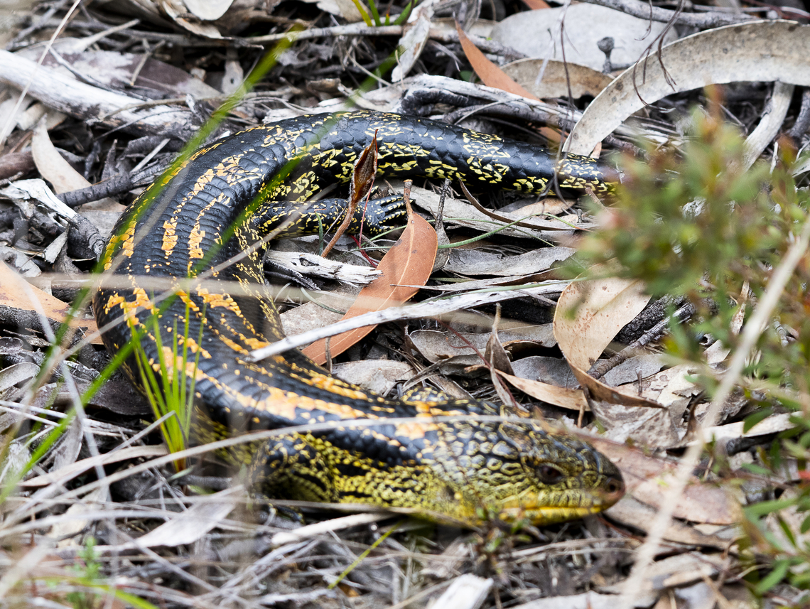 Tiliqua nigrolutea - Blotched blue tongued skink - morph  Australia,Blotched blue-tongued lizard,Geotagged,Spring,Tiliqua nigrolutea