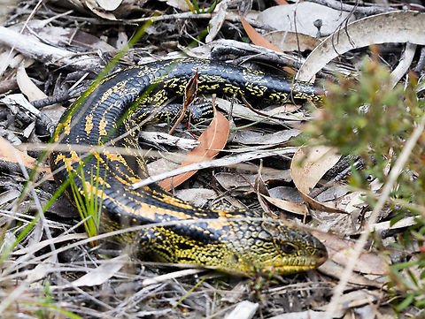 Tiliqua nigrolutea - Blotched blue tongued skink - morph  Australia,Blotched blue-tongued lizard,Geotagged,Spring,Tiliqua nigrolutea