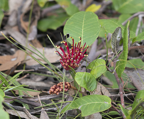 Laurel-leaf Grevillea - Grevillea laurifolia  Australia,Geotagged,Grevillea laurifolia,Laurel-leaf Grevillea,Spring