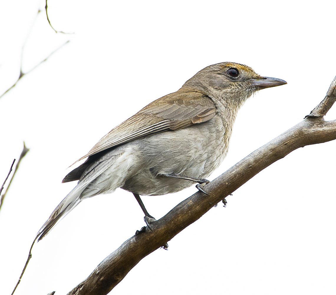 Colluricincla harmonica - Grey shrike thrush  Australia,Colluricincla harmonica,Geotagged,Grey shrike-thrush,Spring
