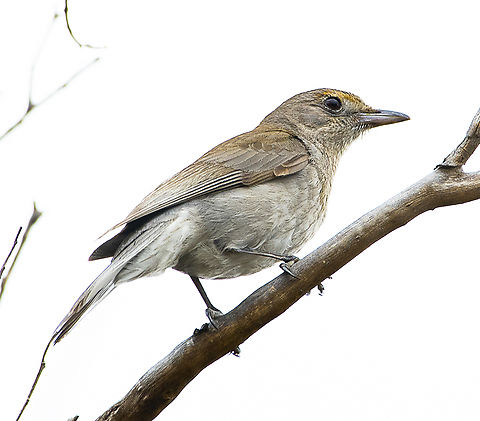 Colluricincla harmonica - Grey shrike thrush  Australia,Colluricincla harmonica,Geotagged,Grey shrike-thrush,Spring