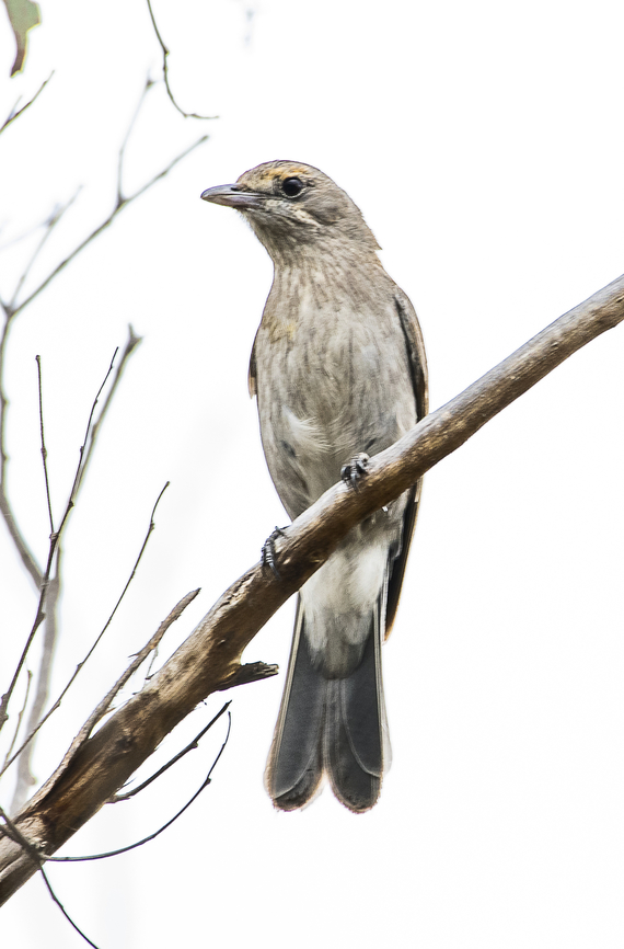 Colluricincla harmonica - Grey shrike thrush  Australia,Colluricincla harmonica,Geotagged,Grey shrike-thrush,Spring