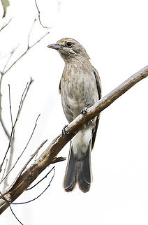 Colluricincla harmonica - Grey shrike thrush  Australia,Colluricincla harmonica,Geotagged,Grey shrike-thrush,Spring