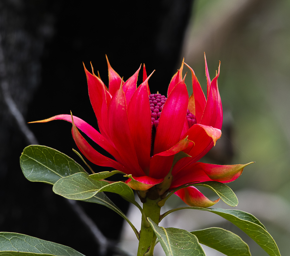 Waratah  Australia,Braidwood Waratah,Geotagged,Spring,Telopea mongaensis,Telopea speciosissima,Waratah