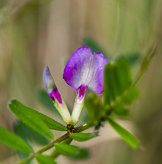 Quite Vetching  Australia,Common vetch,Geotagged,Spring,Vicia sativa