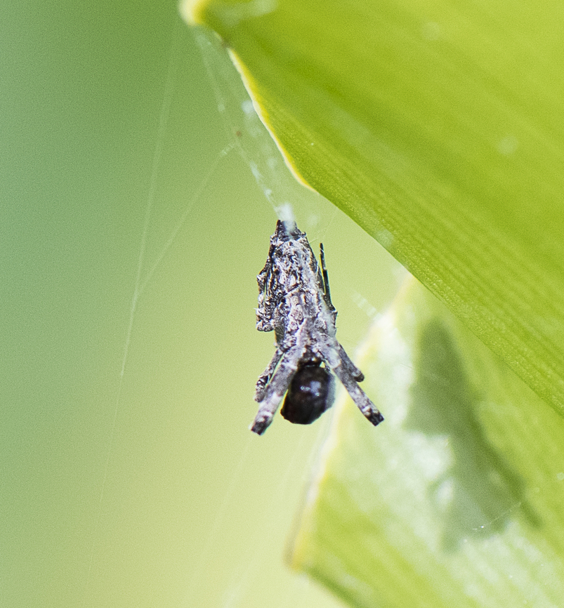 Uloborus glomosus - Feather legged orbweaver  Australia,Geotagged,Spring,Uloborus glomosus
