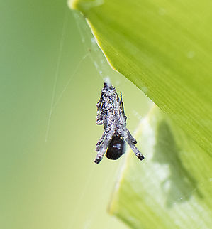 Uloborus glomosus - Feather legged orbweaver  Australia,Geotagged,Spring,Uloborus glomosus