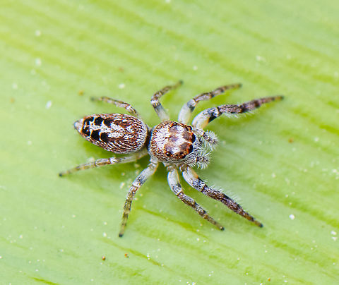 Jumping Spider - Opisthoncus parcedentatus  Australia,Biting Jumping Spider,Garden jumping spider,Geotagged,Opisthoncus Grassator,Opisthoncus mordax,Opisthoncus parcedentatus,Opisthoncus polyphemus,Opisthoncus quadratarius,Opisthoncus sexmaculatus,Prowling Jumper,Spring