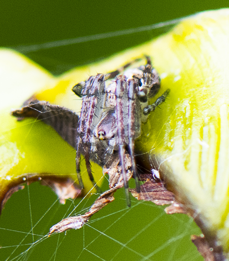 Orbweaver - Neoscona ?  Geotagged,Spring