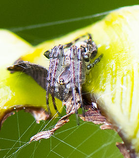 Orbweaver - Neoscona ?  Geotagged,Spring