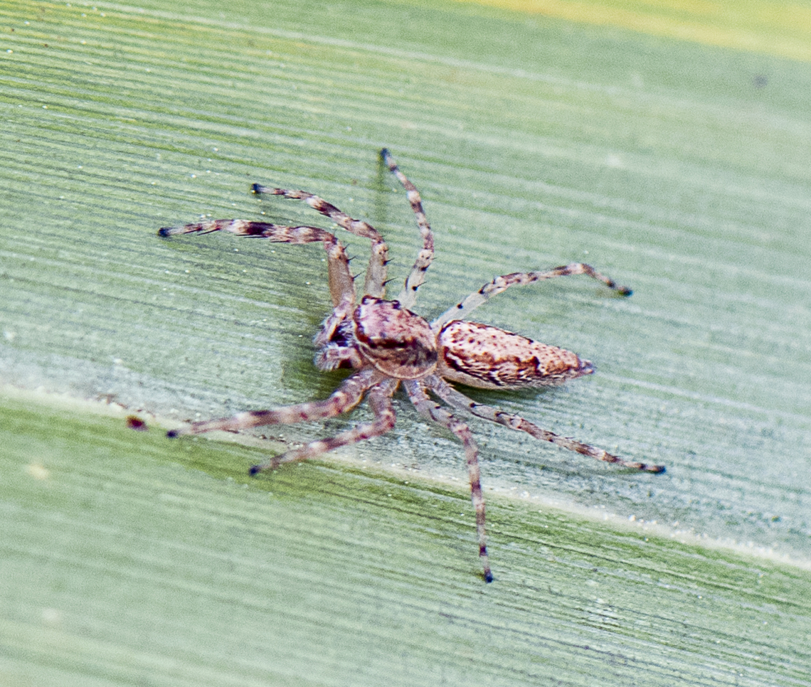 Jumping Spider  Australia,Bronze copper,Geotagged,Helpis minitabunda,Lycaena hyllus,Spring