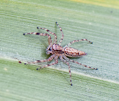 Jumping Spider  Australia,Bronze copper,Geotagged,Helpis minitabunda,Lycaena hyllus,Spring
