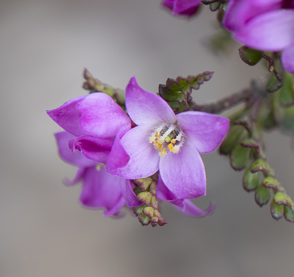Boronia Microphylla  Australia,Boronia ledifolia,Boronia microphylla,Geotagged,Small-leaved boronia,Spring,Sydney Boronia