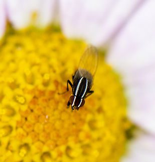Blue Striped Fly - Poecilohetaerus aquilus  Australia,Geotagged,Poecilohetaerus aquilus,Spring