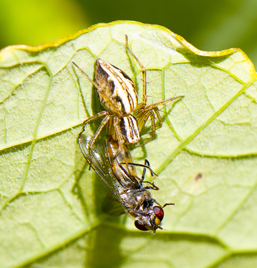 Brunch - Hover fly meets its nadir  Australia,Geotagged,Spring