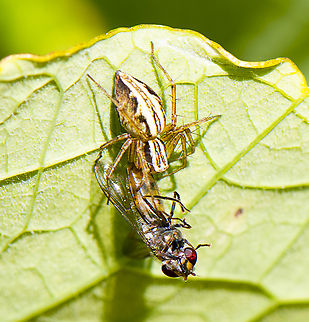 Brunch - Hover fly meets its nadir  Australia,Geotagged,Spring
