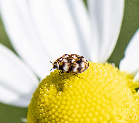 Varied carpet beetle  Anthrenus verbasci,Australia,Geotagged,Spring,Varied carpet beetle