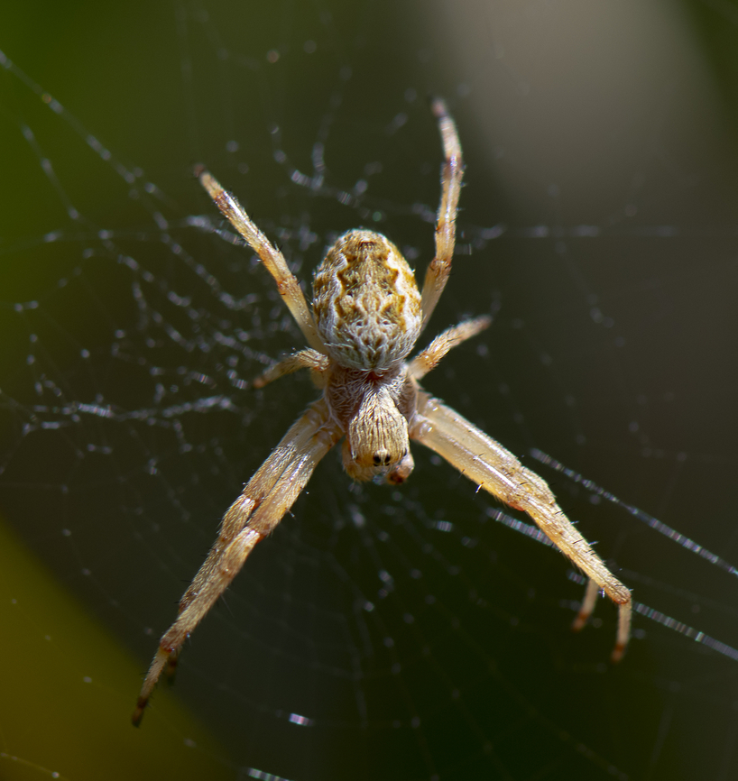 Orb weaver  Australia,Geotagged,Spring