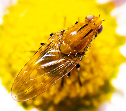 Lauxanid Fly - Sapromyza sp Different coloured eyes? Australia,Geotagged,Spring